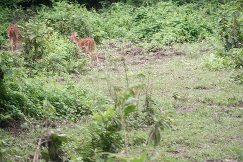 India & Nepal 2011 - 0545